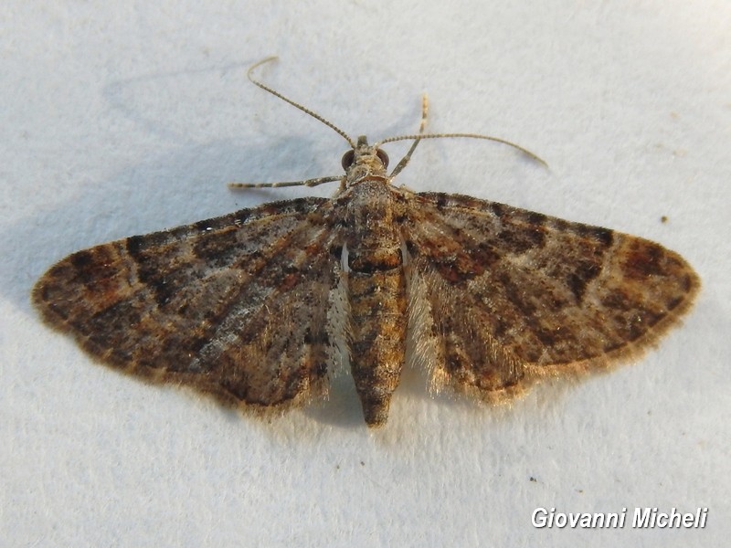 Gymnoscelis rufifasciata  conferma. S�